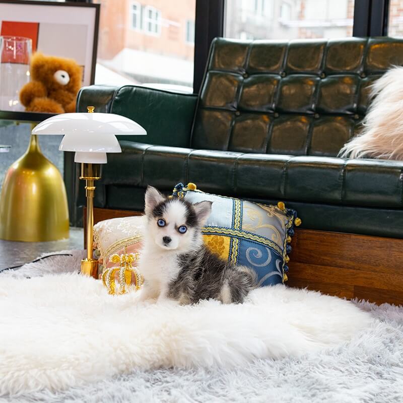 Pomsky