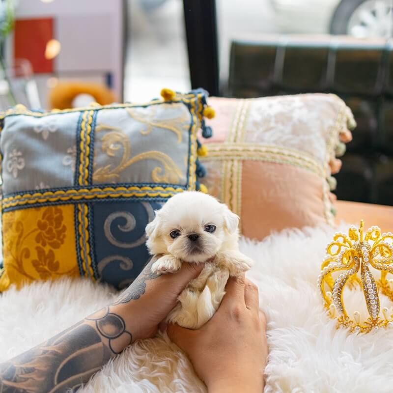 Pekingese