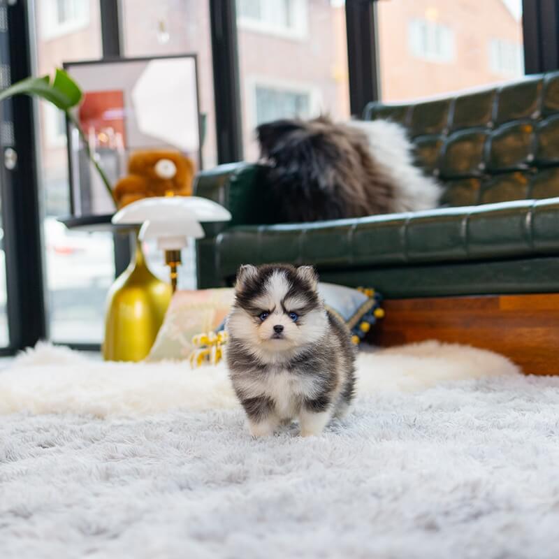 Pomsky