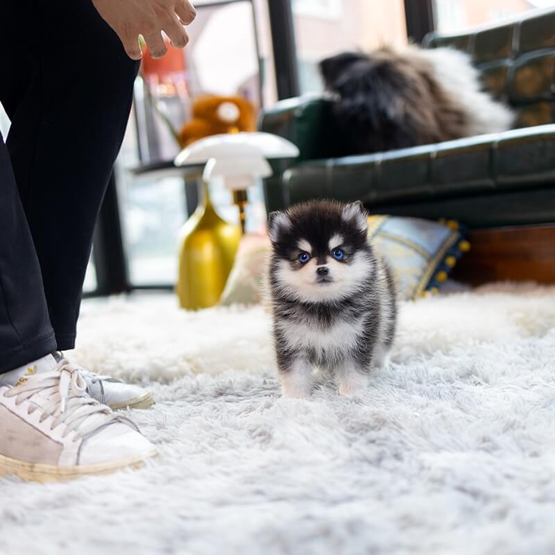 Pomsky