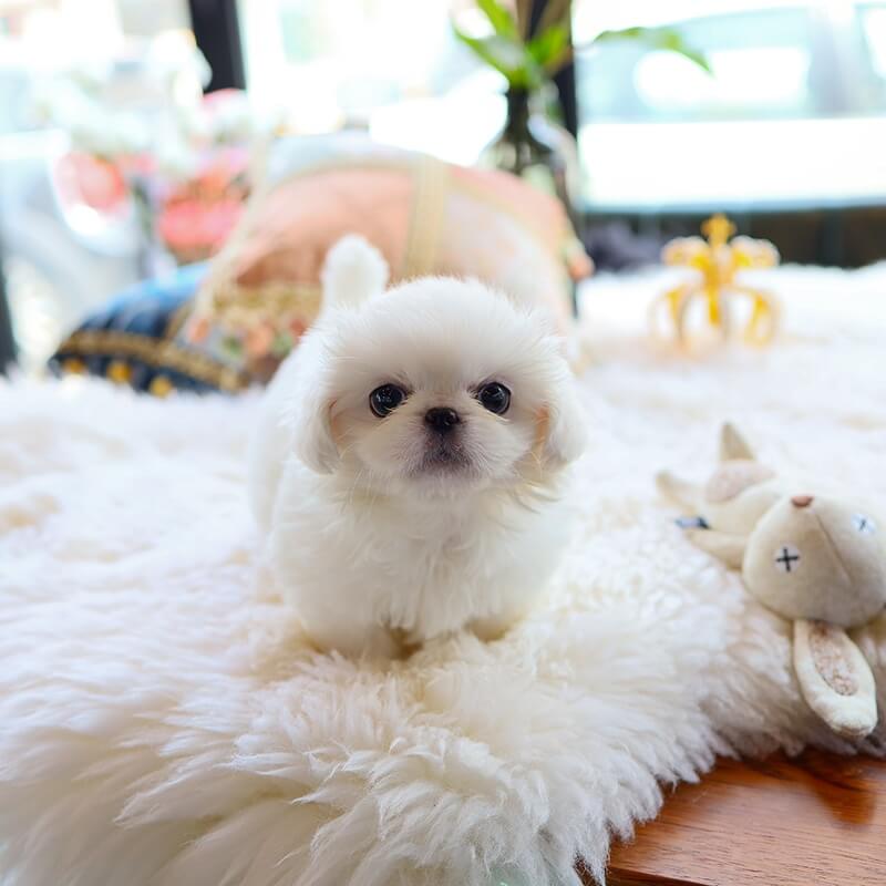 Pekingese