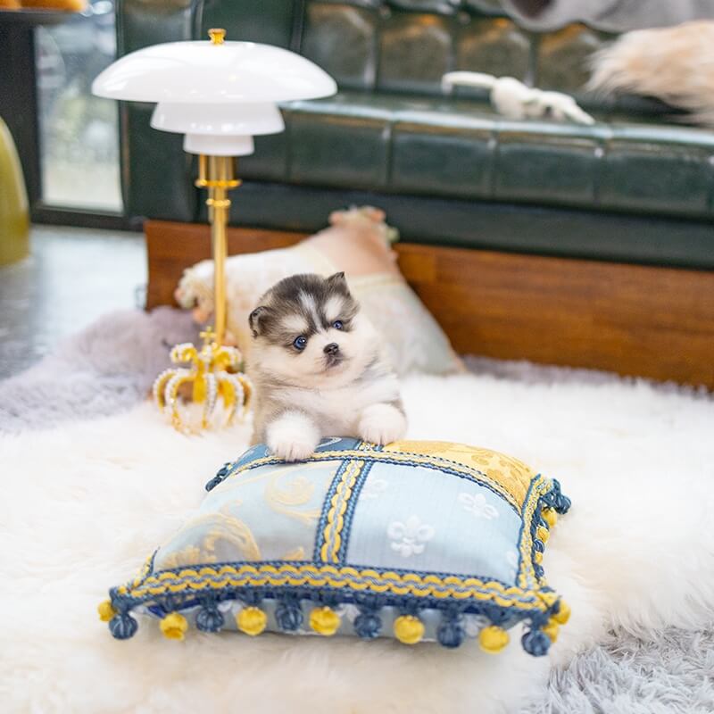 Pomsky