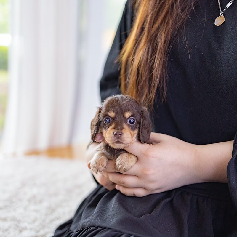 Dachs hund