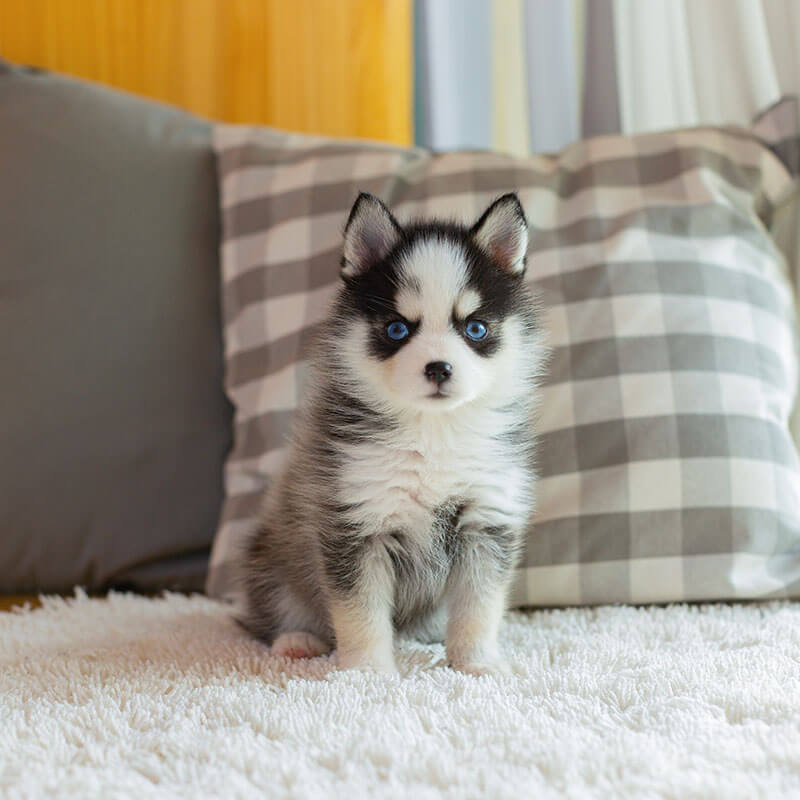Pomsky
