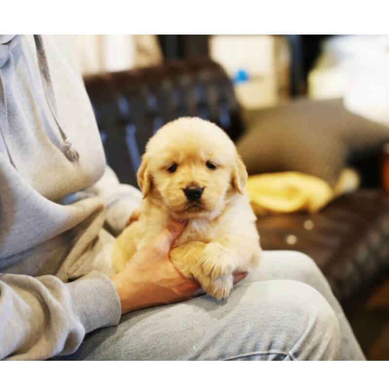 Golden Retriever