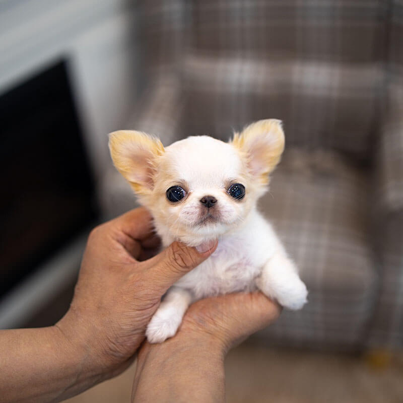Chihuahua