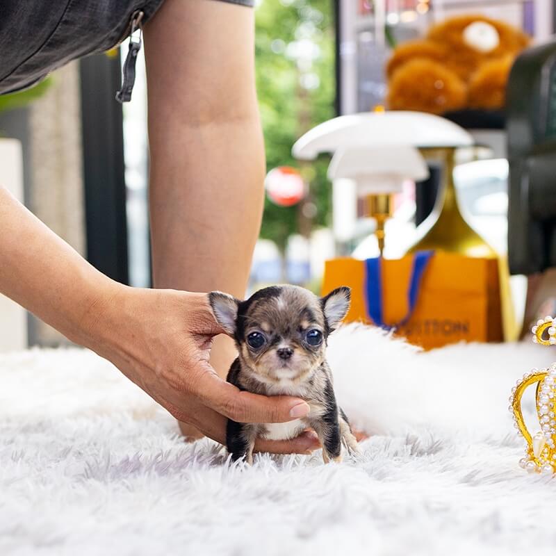 Chihuahua