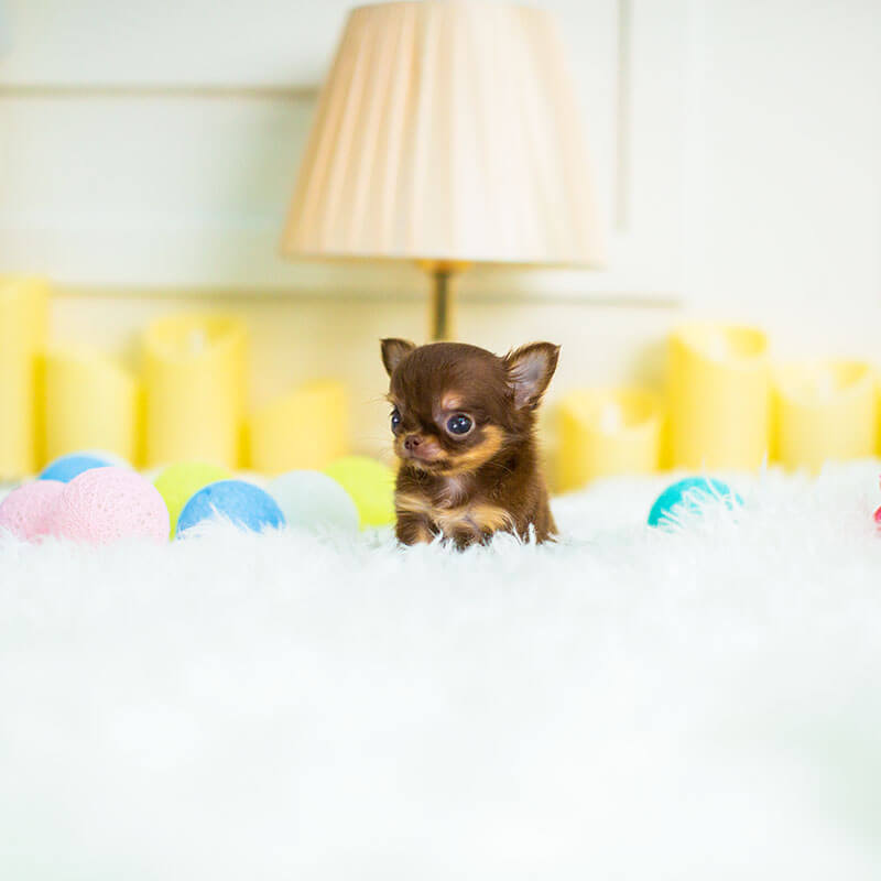 Chihuahua