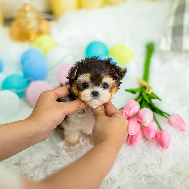 Morkie