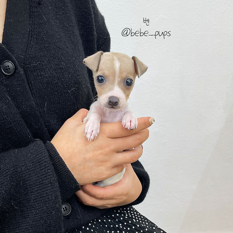 이탈리안 그레이 하운드