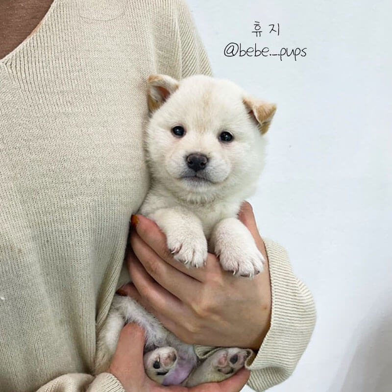 시바 이누