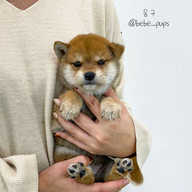 시바 이누