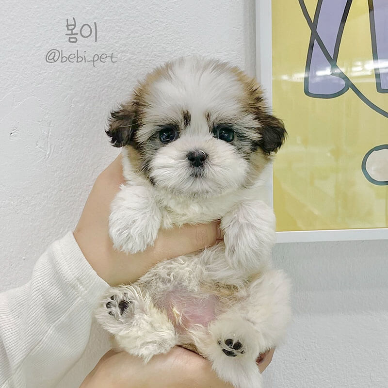 말티츄