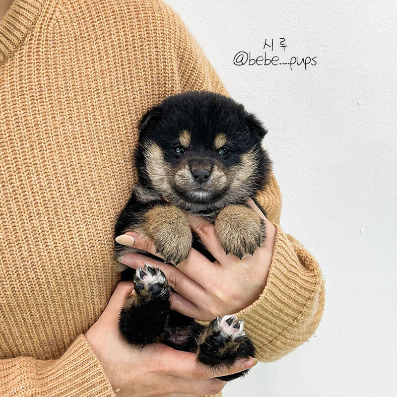시바 이누