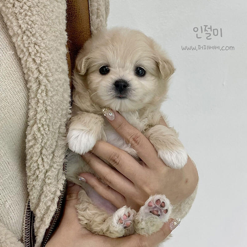 말티폼