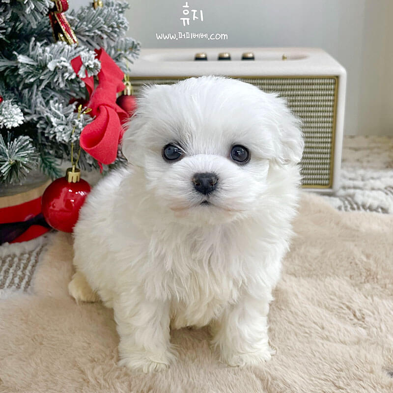 말티숑
