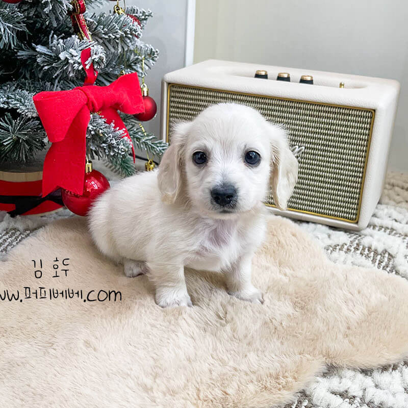 퓨어크림 닥스훈트