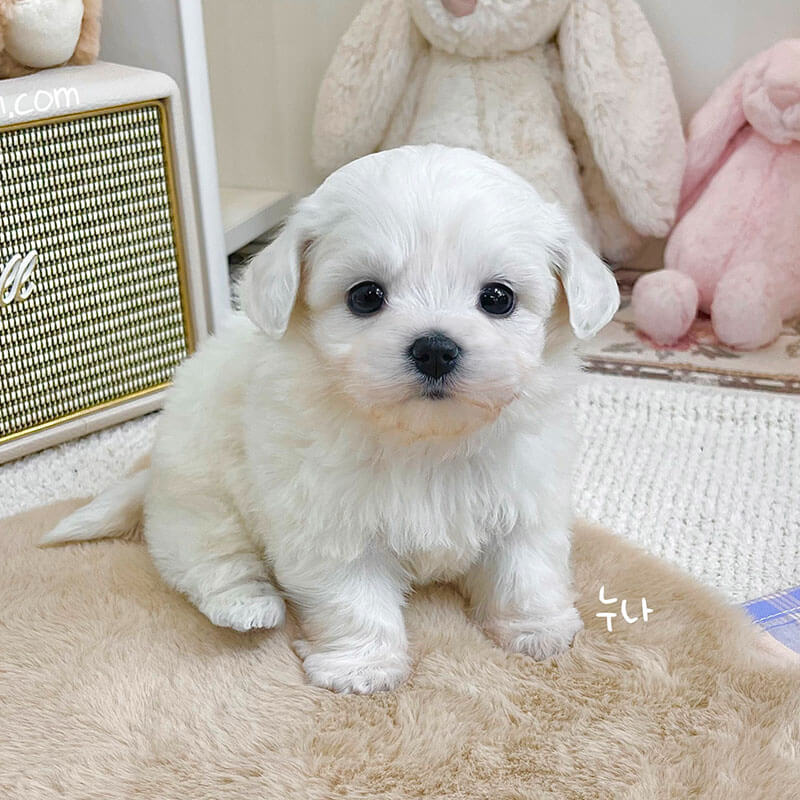 말티숑