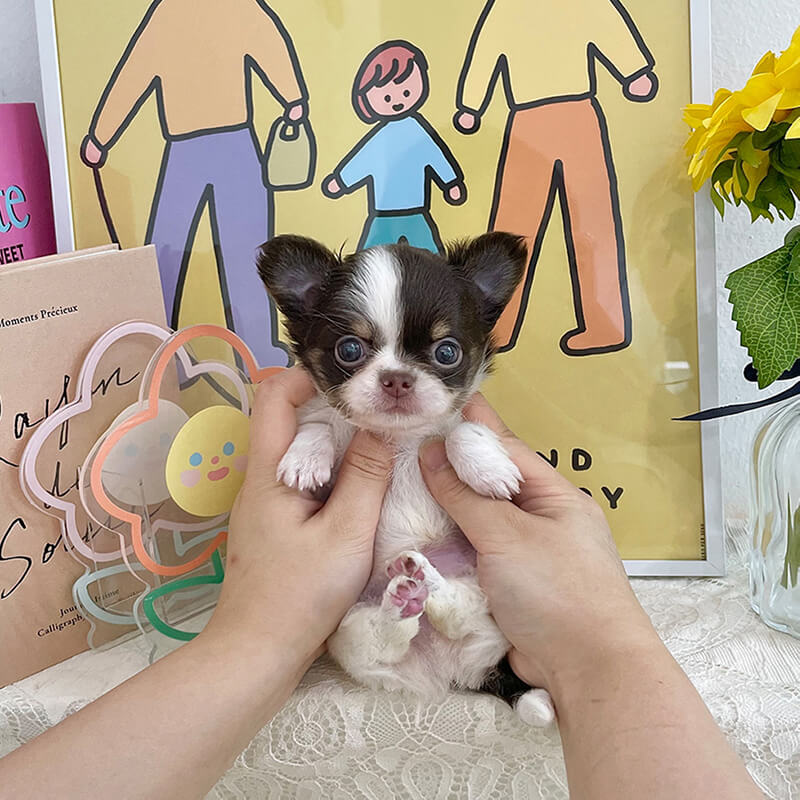 장모 치와와