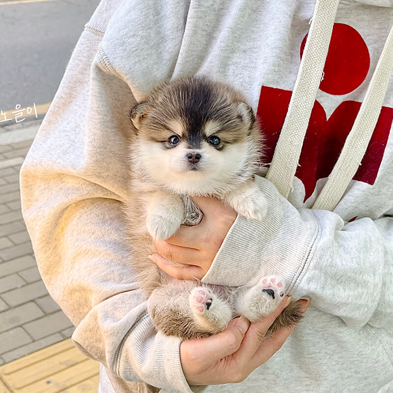 폼스키