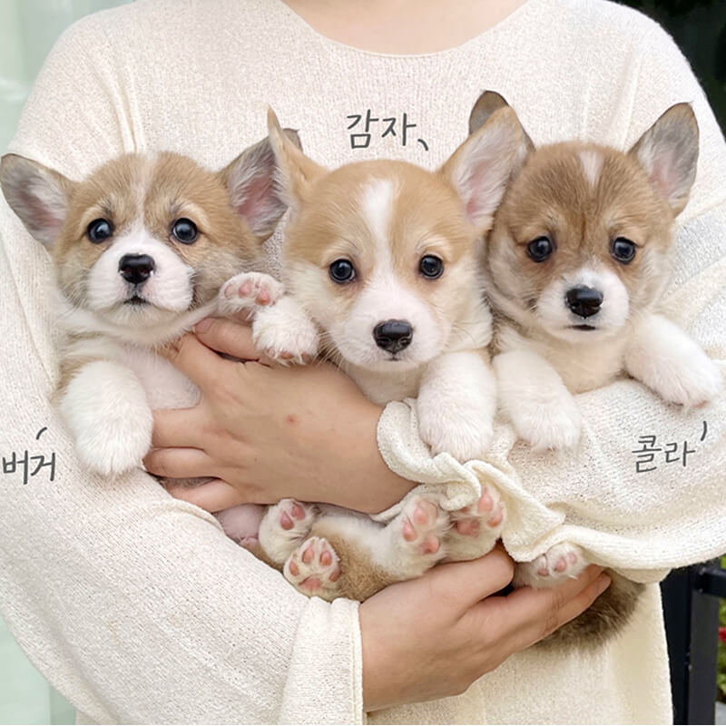 웰시 코기