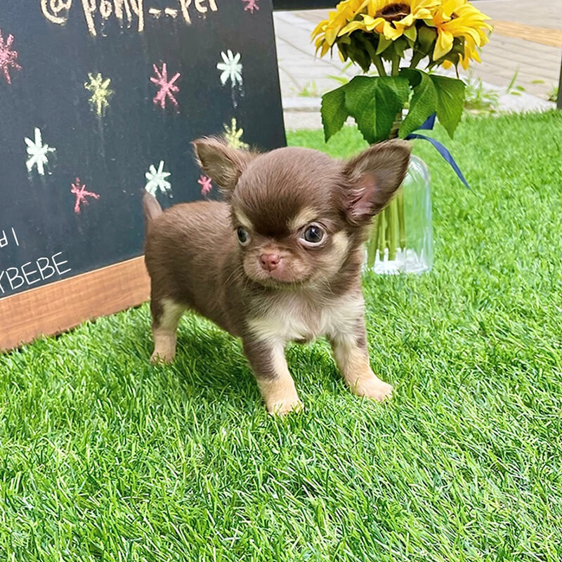 장모 치와와