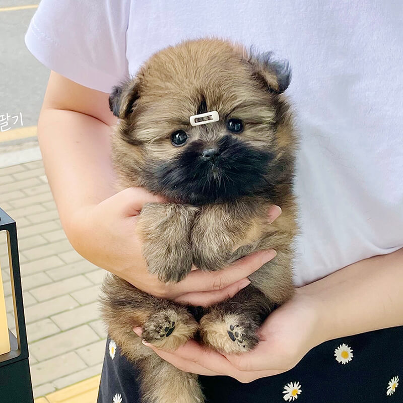 말티폼