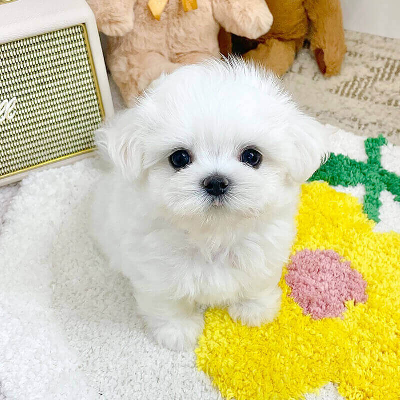 말티즈