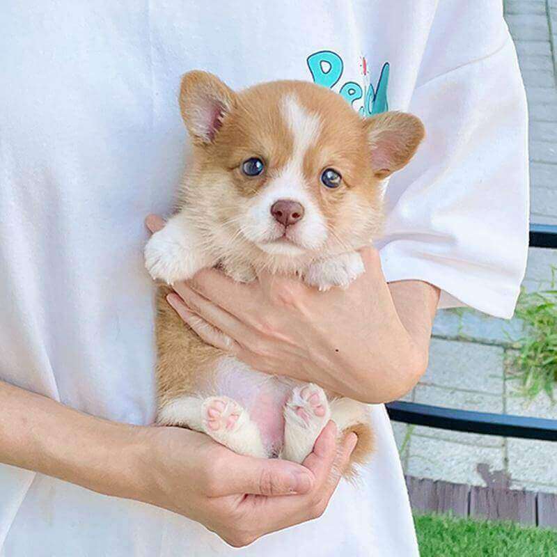 웰시 코기