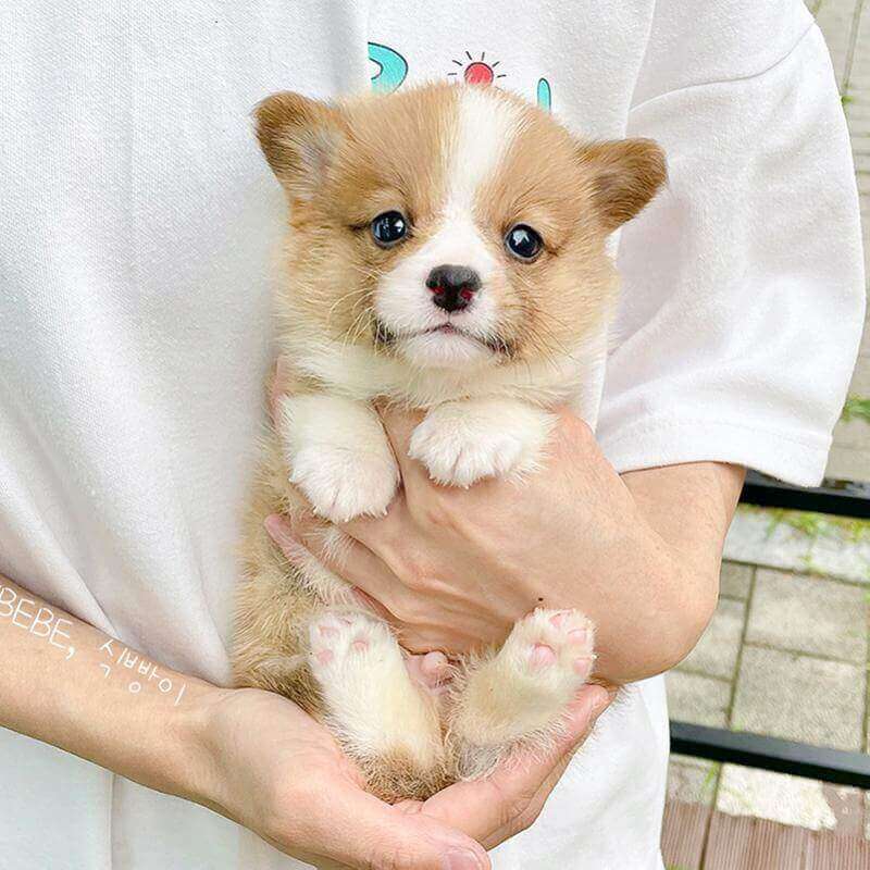 웰시 코기