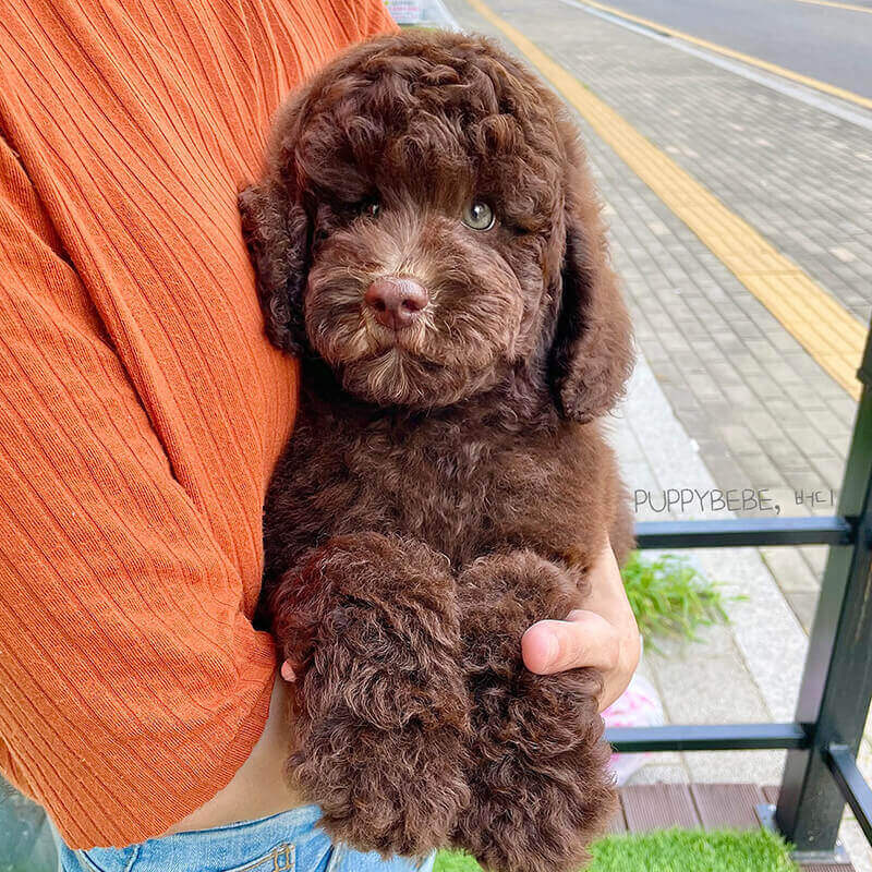 스탠다드 푸들
