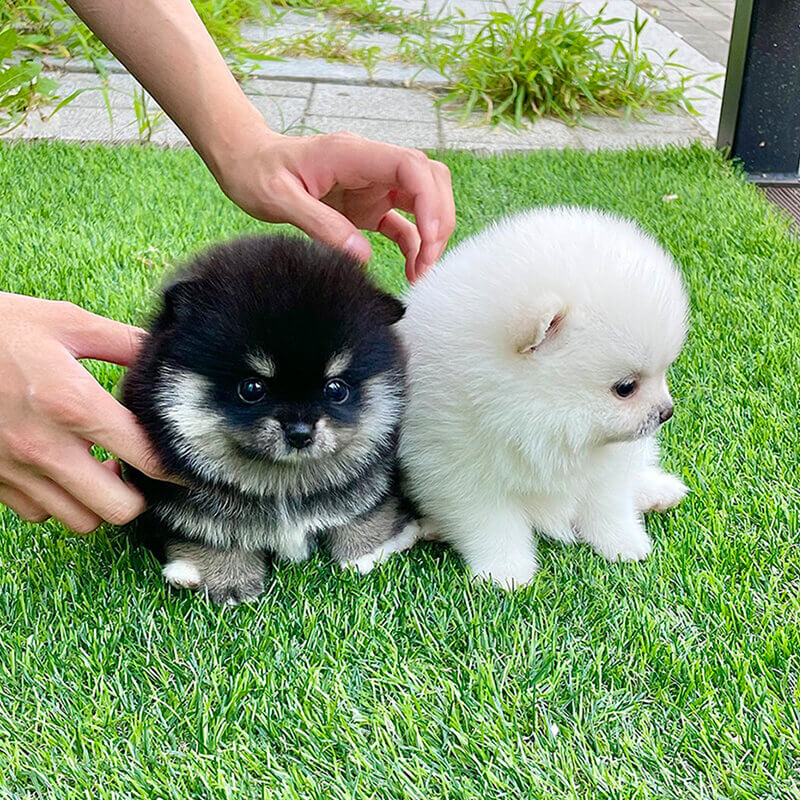 폼스키