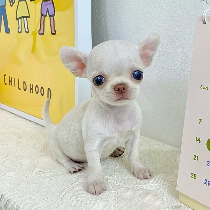 단모 치와와