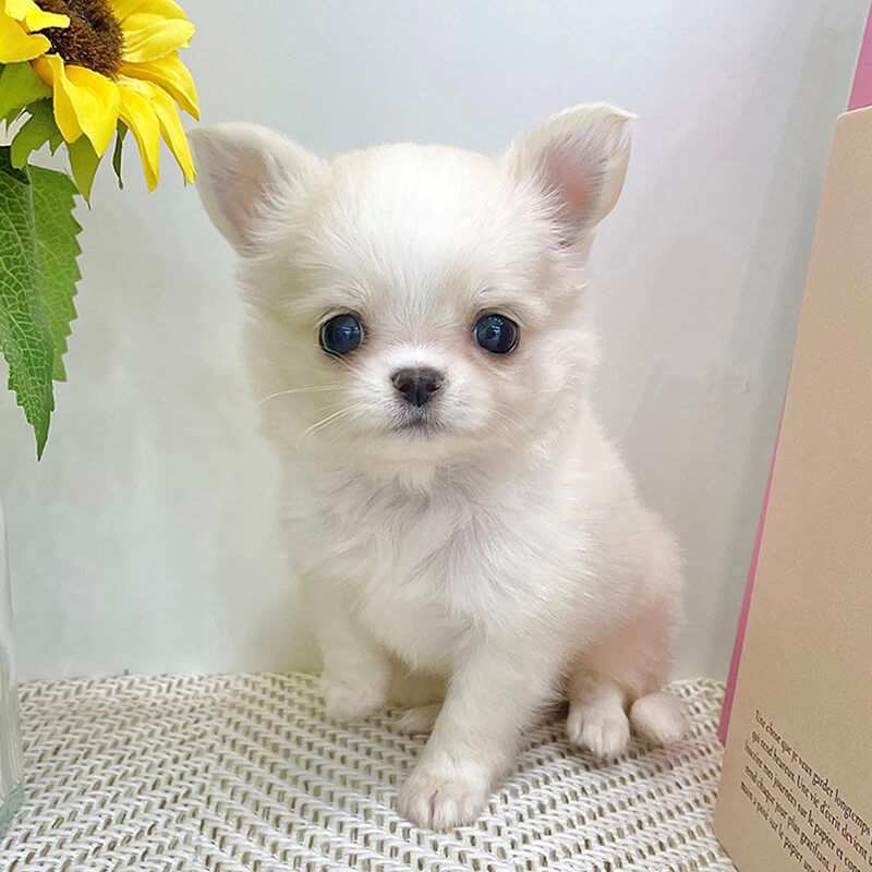 장모 치와와