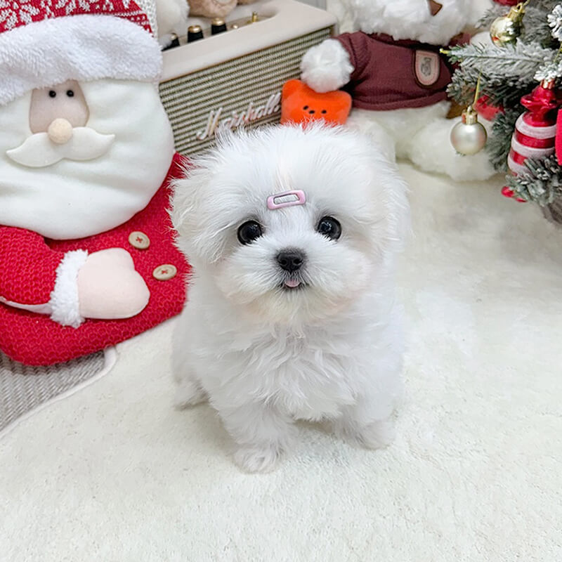 말티즈
