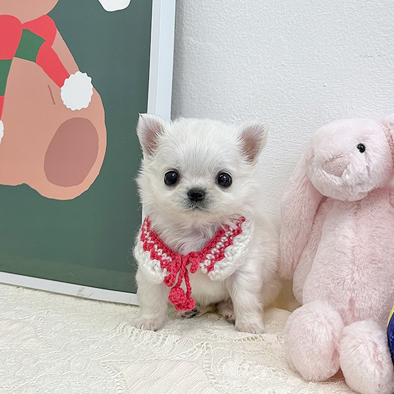 장모 치와와