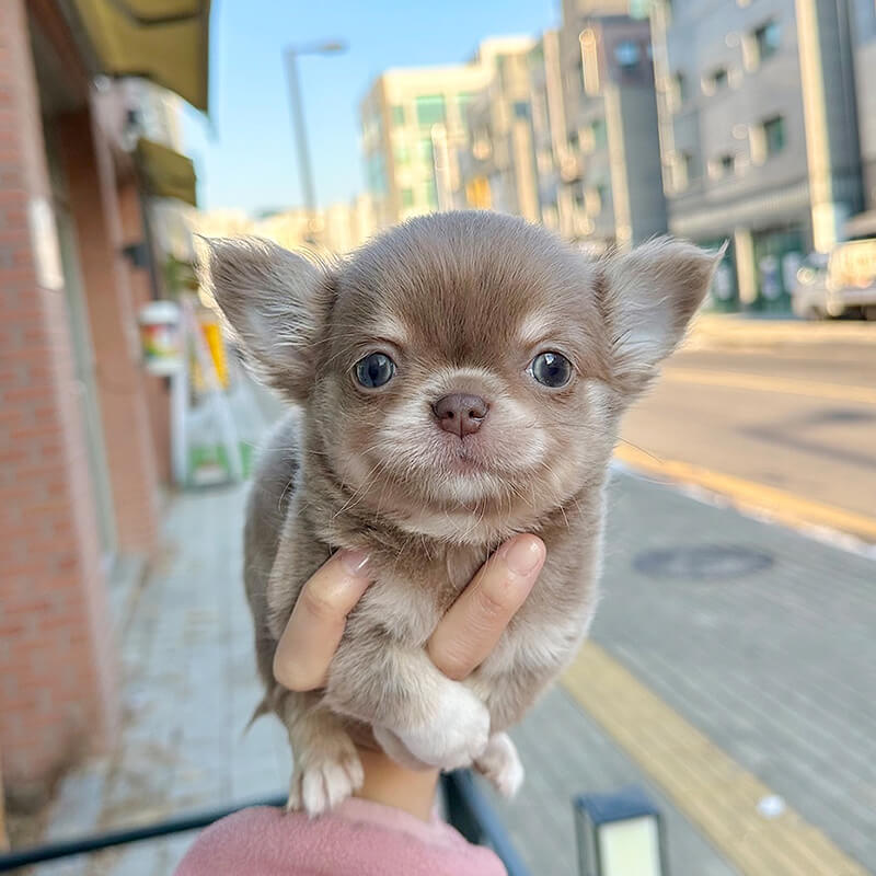 장모 치와와