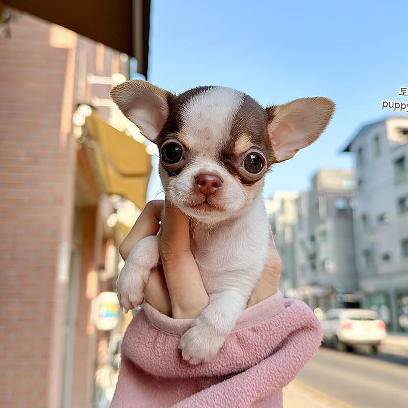 단모 치와와