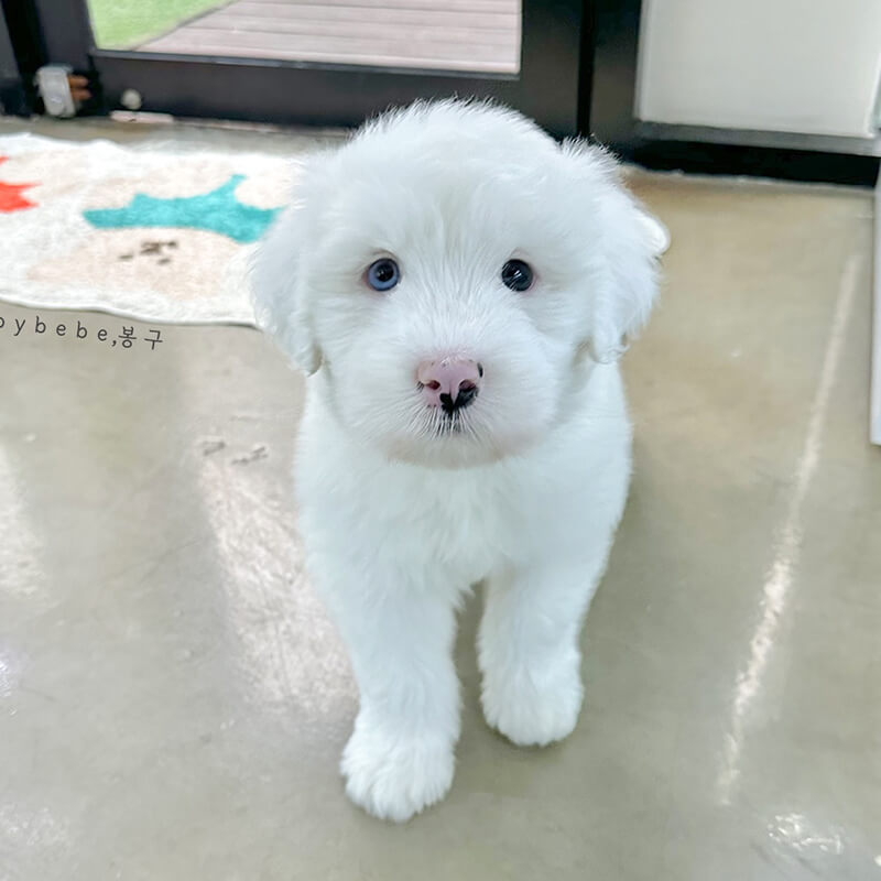 올드 잉글리쉬 쉽독