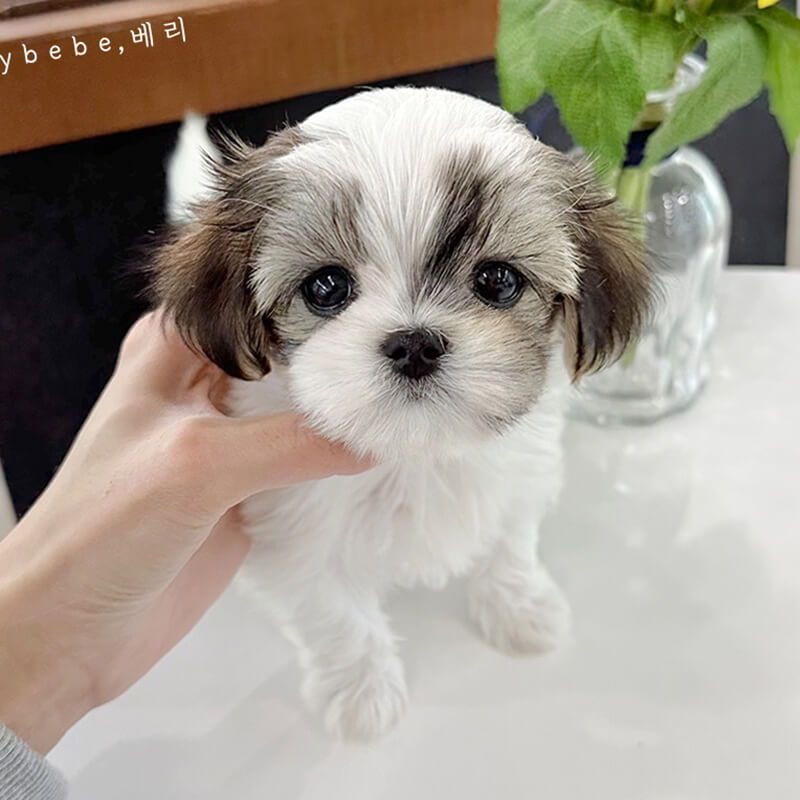 말티츄
