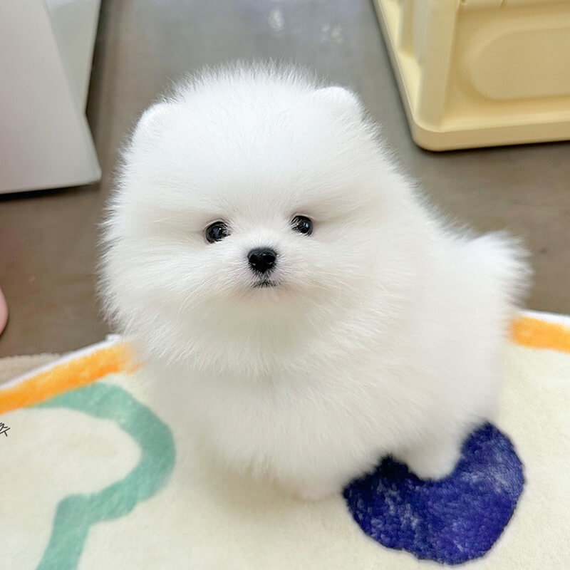 포메라니안