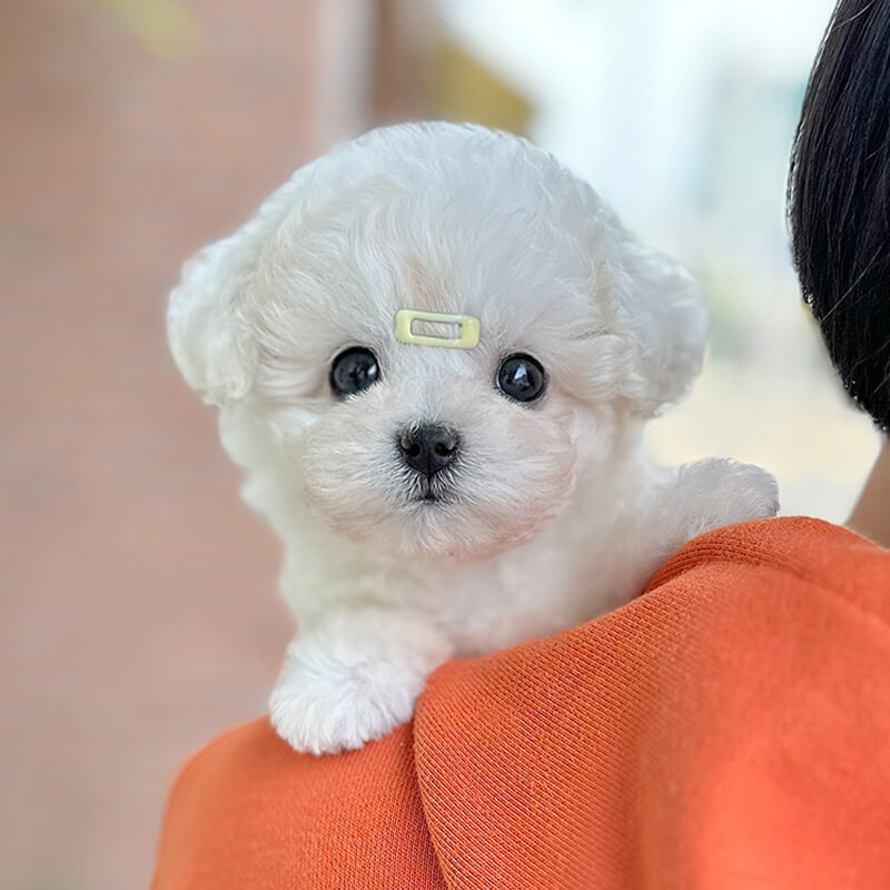 말티숑