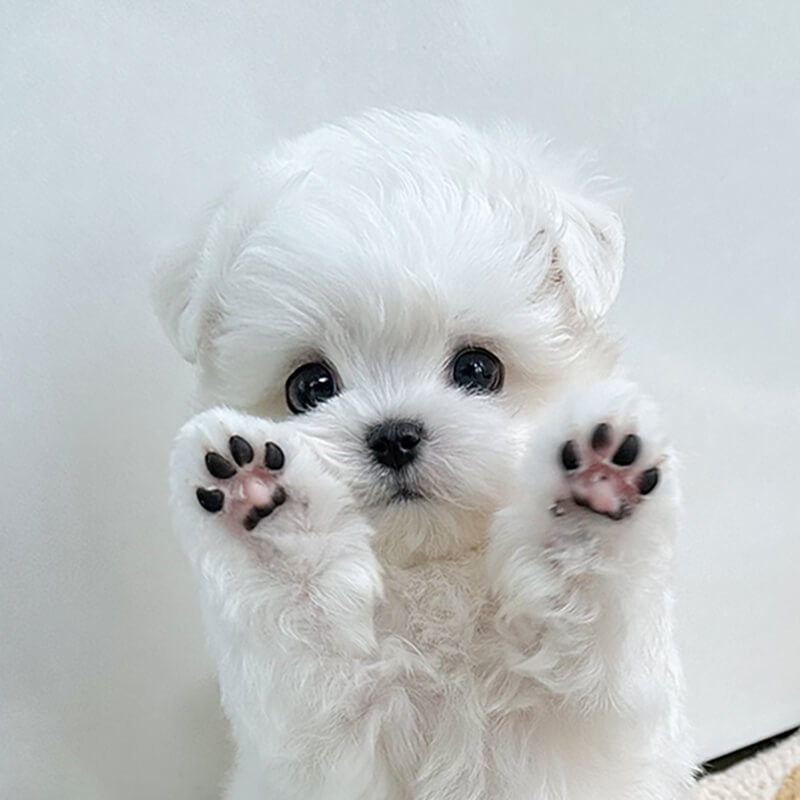 말티즈