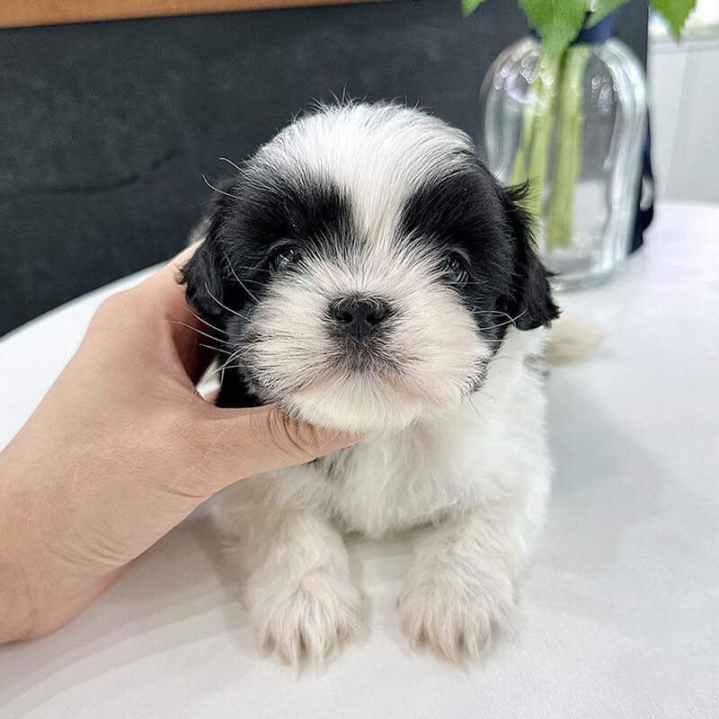 시 츄