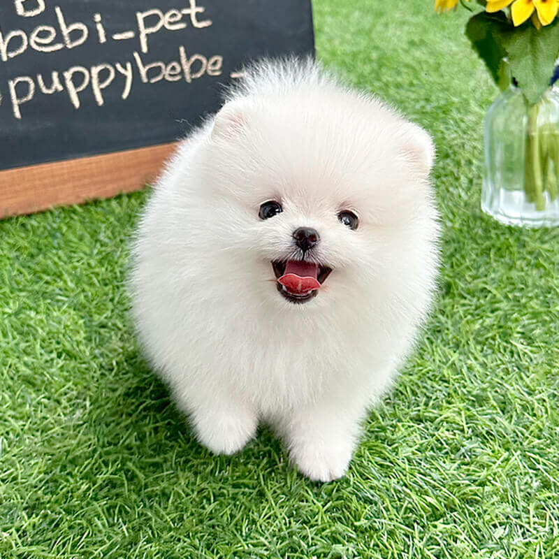 포메라니안