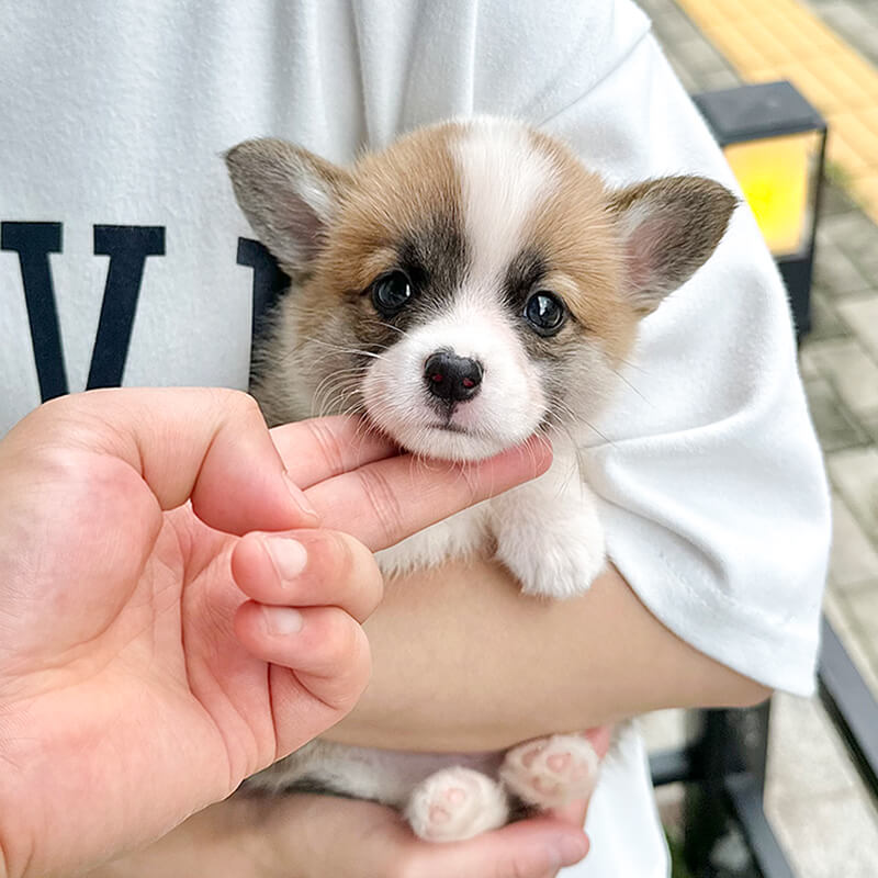 웰시 코기