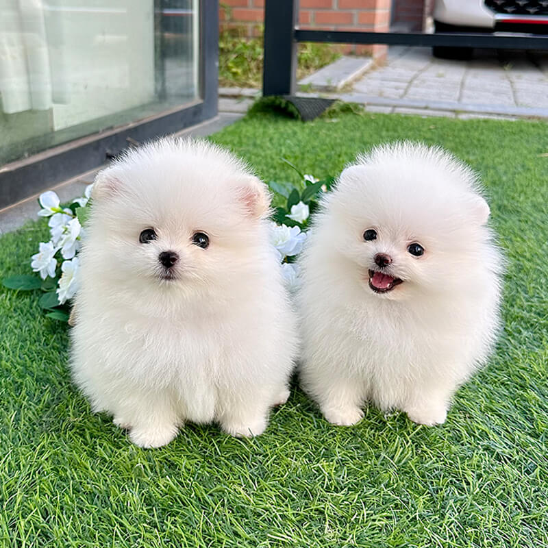 포메라니안