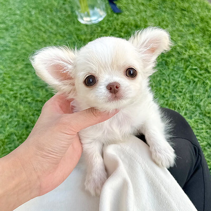 장모 치와와