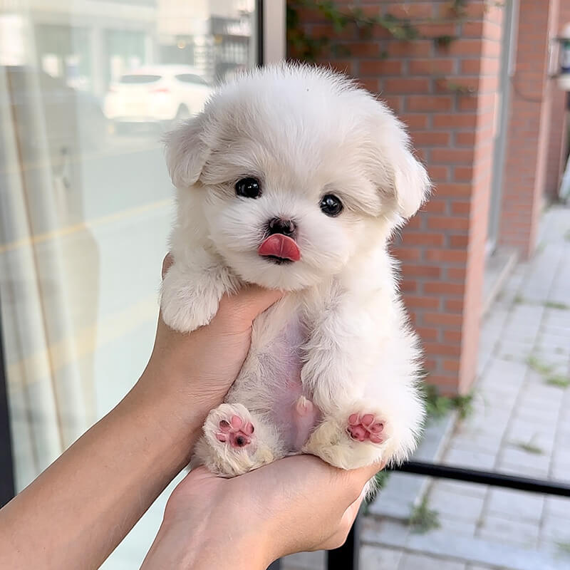 말티즈