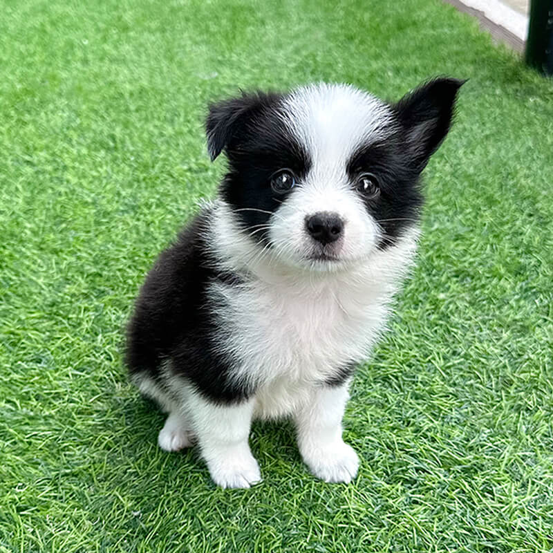 보더 콜리